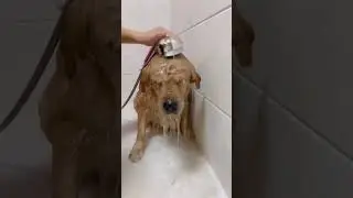 funny dogs bathing 🐕 🐶 🐾  #cutepuppies #doglovers #cutedogs #youtubeshorts #shortvideo #shorts