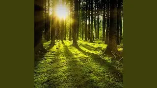 The Magic of Nature