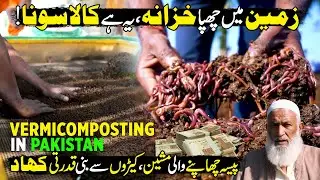 Vermicomposting Procedure in Pakistan | New Billion Dollar Industry | Made In Pakistan