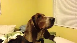 Basset Hound Howling to sound of other dogs