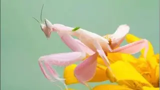 🍂☘️🌸MANTIS EXÓTICAS EN VIVO | COLORES, CAZA Y COMPORTAMIENTO REAL