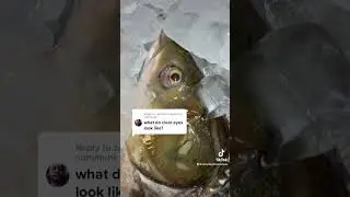 Can Dogs Eat Fish?