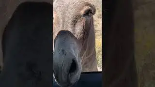 Oatman AZ Burros! Up close encounter!