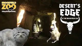 Desert's Edge at the Brookfield Zoo | Exhibit Tours Ep. 54