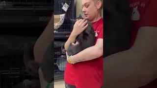 Stray Cat Suffers From Painful & Infected Abscess On Top Of Her Head