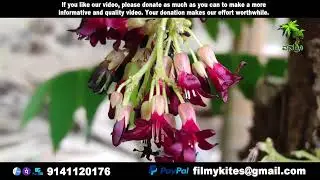 Flowers | 174 | Bilimbi | Averrhoa bilimbi