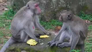 Jane life monkey, She eats mango free out  and bore for Jazzy ,Part 07