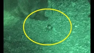 False Black Widow Spider Invades Our Gooty Blue&rsquo;s Habitat