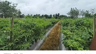 PERAWATAN CABE DI LAHAN BEKAS
