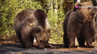 Wolf vs. Bear: Apex Predators Face Off! #bear #wildlife #animals