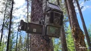Tactacam vs Spypoint External Antenna | Cellular Trail Camera Video