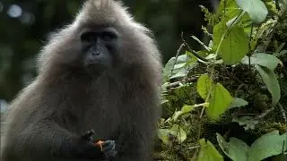 The Mysterious Kipunji Monkey | The Great Rift: Africa's Wild Heart | BBC Earth