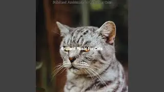 Spectacular Music for Relaxing Cats