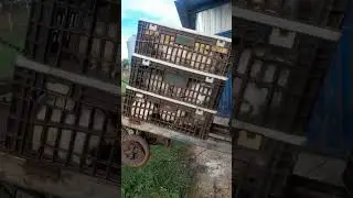 CARREGAMENTO DE FRANGOS #granja #frango