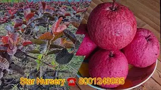Black diamond Guava Kisi Ko chahie to call kijiye ☎️ 8001243935