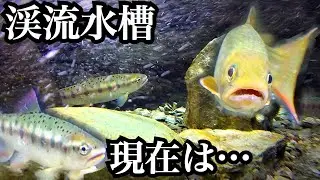 渓流水槽の現在の様子は…【ヤマメとイワナの観察】