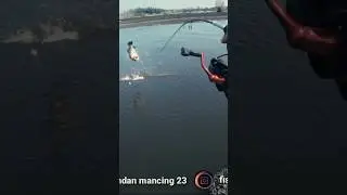 mancing barramundi monster ahdan mancing 23 jj #shorts