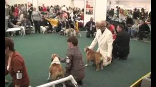 World Dog Show Bratislava 2009 - Open Class Bitches, 1&ordf; parte.wmv
