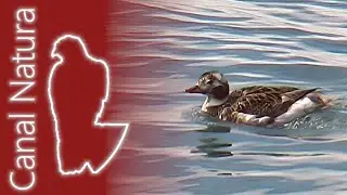 Pato havelda (Clangula hyemalis) Long-tailed Duck