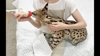 Домашний сервал питомника MIREN Premium Cats Cattery @servalmiren