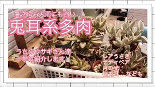 【多肉植物#37】猛暑も元気な兎耳系多肉たち🪴☀️🐰
