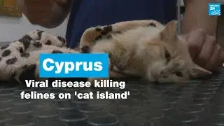 Viral disease killing felines on 'cat island' Cyprus &bull; FRANCE 24 English