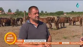 Uzgajivalnica konja u Banatskom Karađorđevu