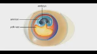 Amniote Egg