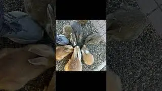 The island covered by one animal species
