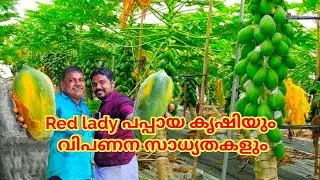 Red lady പപ്പായ കൃഷിയും വിപണന സാധ്യതകളും