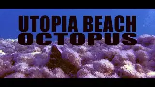 Utopia Beach Octopus (Oktopus im Utopia Beach)