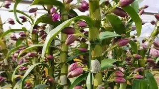Hoa Lan Tết si&ecirc;u nụ. Lh 0813 328 111