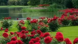 Scriptures for Peace and Strength