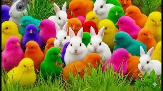 Ayam Warna, Bebek Lucu, dan Kelinci Menggemaskan dalam Satu Video!