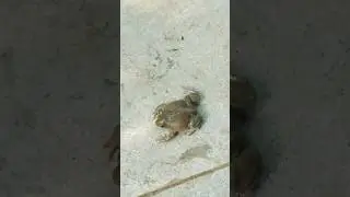 Running frog|#shorts #viral #trending #ytshorts #frog #song