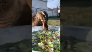 patos comiendo