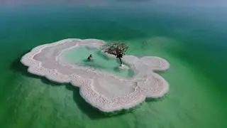 The only tree in the Dead Sea ...