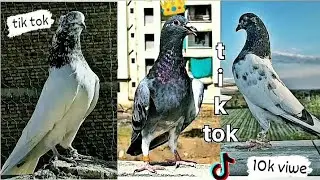 kabootar ka video//kabootar ka tik tok video#viral #pigeon #youtubeshorts #attitude #video 😈😈😈😈
