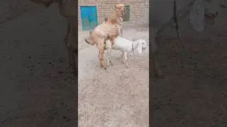 Goat meeting first time try 8 September 2025 | goat meeting | goat meeting first time