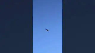 Soaring Eagle 🦅 Nature's Aviators Showing How It's Done! #deanosaviation25 #aviation #naturelovers