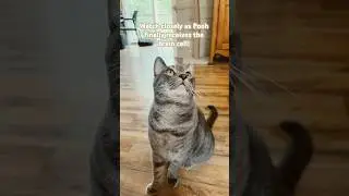 He finally caught it&hellip; #cat #fyp2025 #kitten #fypcats #catsofyoutube #fypviral