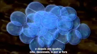 Código da Vida -- Capítulo 2