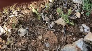 ASMR En Garrigue - No talking - Nature 🐝🌿