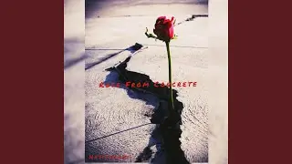 Rose from Concrete