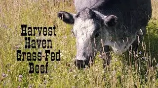 Harvest Haven Grass-fed Beef