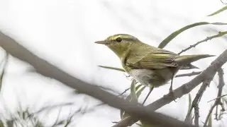 Palearctic Passerines | Bird Identification Guide