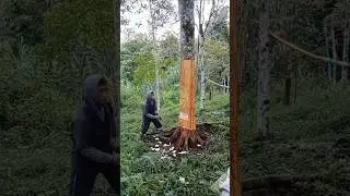 Proses pengambilan kulit kayu manis