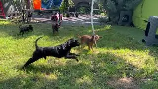 Russian toy dogs who adore water #russiantoy #breeder #doglife #water