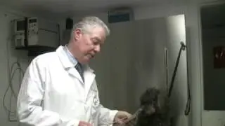 How to Cure Dry, Flaky Skin in Dogs