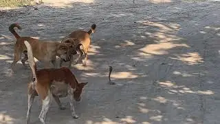 Snake with dog fight 